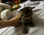 Кошки в Химках: Вислоухие котята Девочка, 1 000 руб. - фото 1