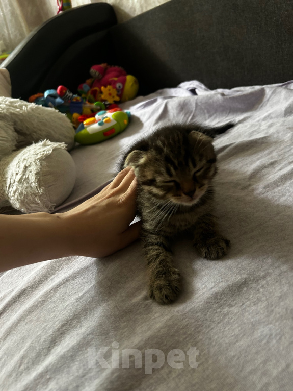 Кошки в Химках: Вислоухие котята Девочка, 1 000 руб. - фото 1