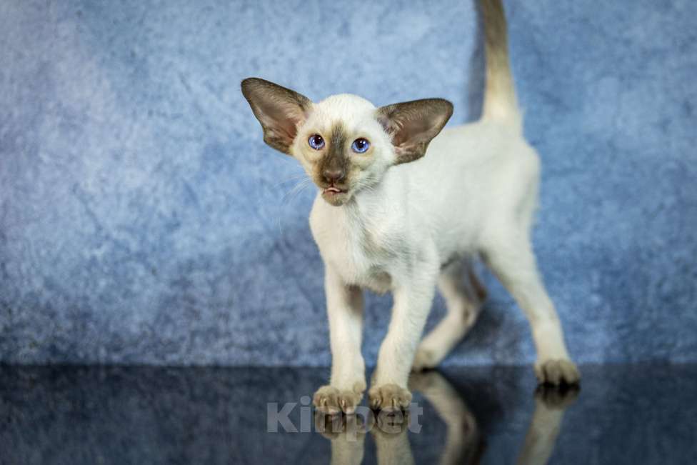 Кошки в Санкт-Петербурге: Сиамские Ориентальные Высокопородные котята Мальчик, 80 000 руб. - фото 1