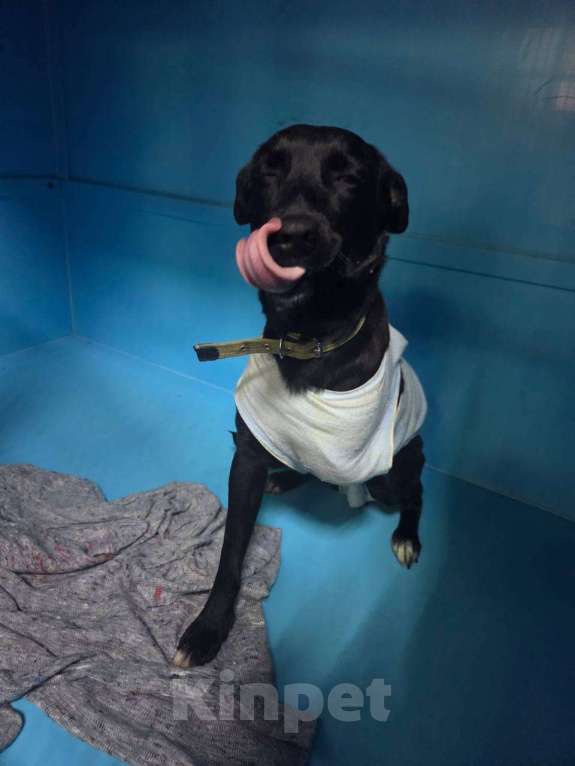 Собаки в Москве: Особенная Шпуленька ищет дом Девочка, Бесплатно - фото 3