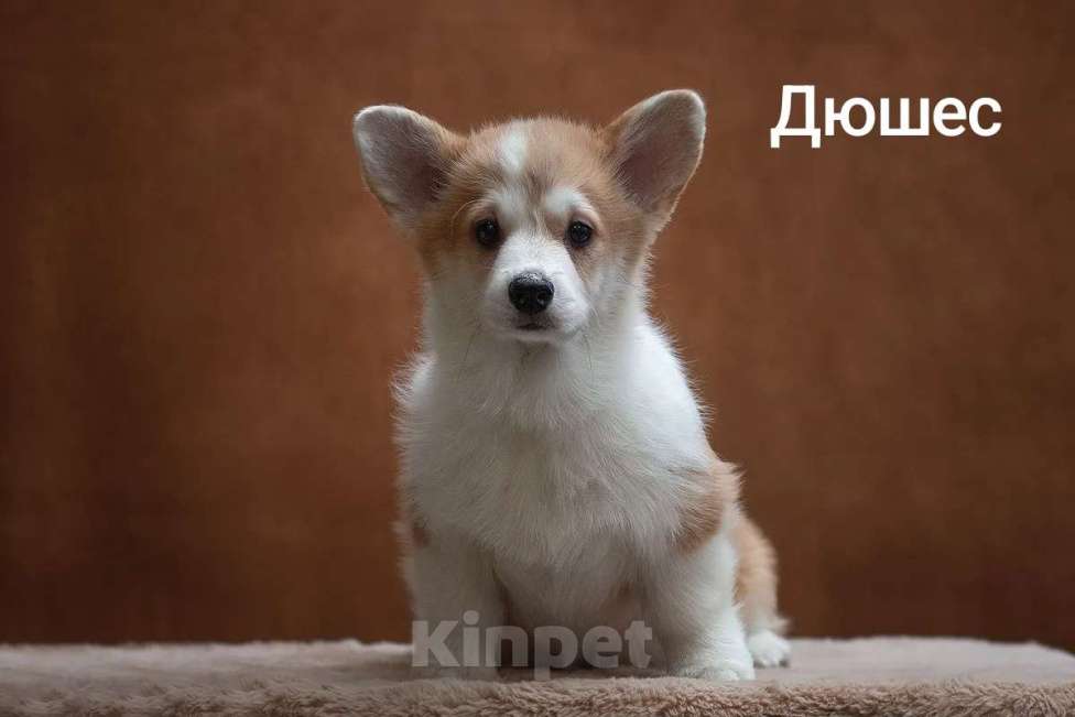 Собаки в Перми: Щенки вельш-корги Разнополые, 60 000 руб. - фото 1