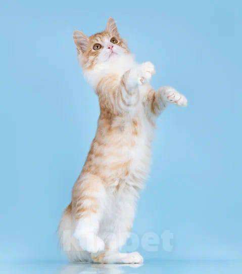 Кошки в Москве: котенок Лисичкин ищет дом Мальчик, 10 руб. - фото 2