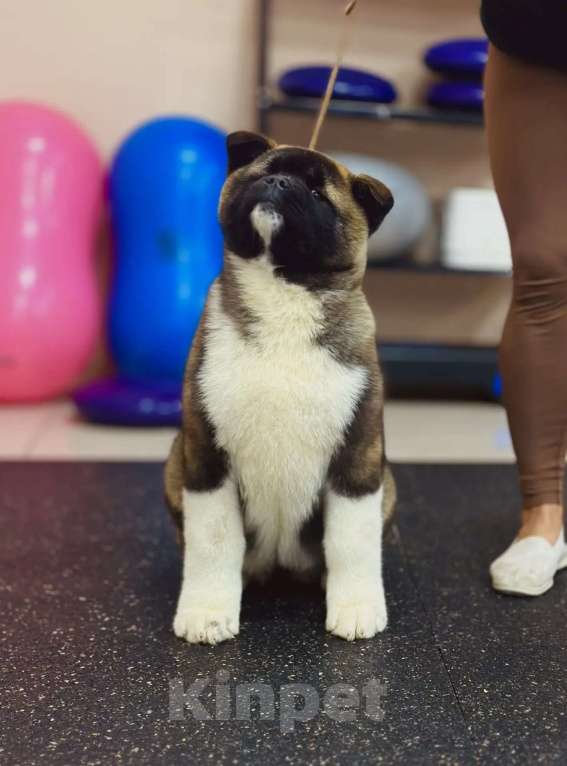 Собаки в Москве: Шикарная девочка Американской Акиты Девочка, 60 000 руб. - фото 3