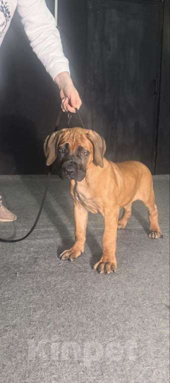 Собаки в Москве: Щенки Кане Корсо Мальчик, 60 000 руб. - фото 3