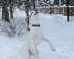 Собаки в Москве: Белый щенок Серкан в добрые руки Мальчик, 1 руб. - фото 9