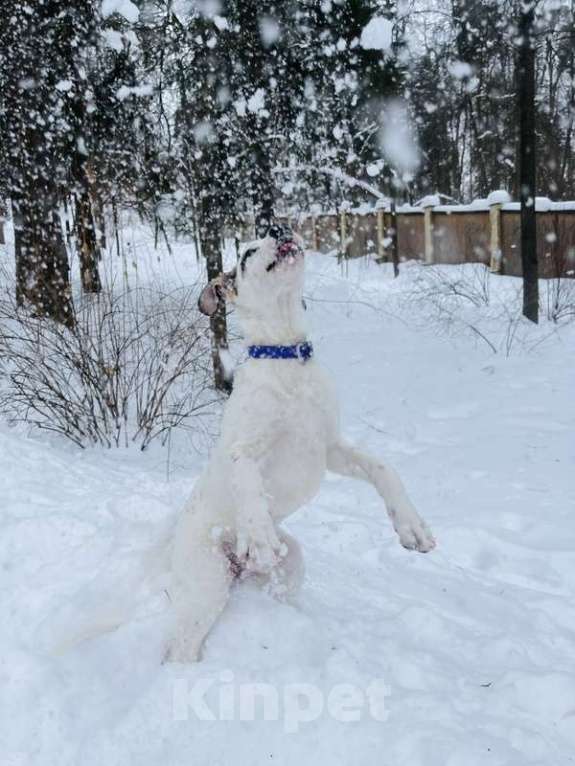 Собаки в Москве: Белый щенок Серкан в добрые руки Мальчик, 1 руб. - фото 9