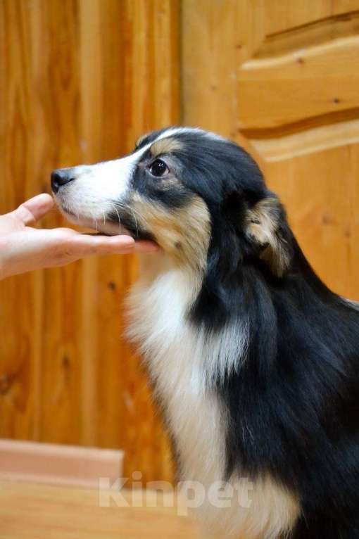 Собаки в Москве: Австралийская овчарка девочка щенок  Девочка, 25 000 руб. - фото 5