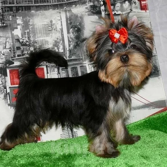 Собаки в Москве: Йорк Вязка Мальчик, 10 000 руб. - фото 7