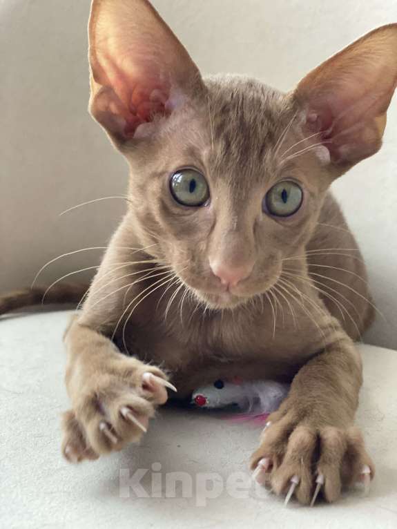Кошки в Анапе: Ориентальный мальчик  Мальчик, 75 000 руб. - фото 2