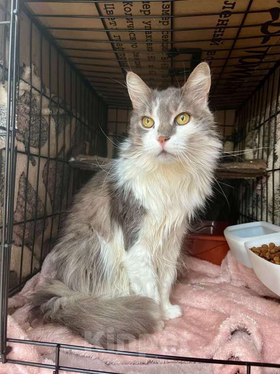 Кошки в Москве: Графиня - пушистая кошечка в добрые руки Девочка, Бесплатно - фото 10
