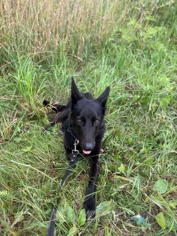 Собаки в Коломне: Метис австрийской овчарки  Девочка, Бесплатно - фото 4