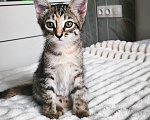 Кошки в Казани: Кошечка Девочка, Бесплатно - фото 2