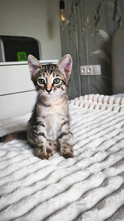 Кошки в Казани: Кошечка Девочка, Бесплатно - фото 2