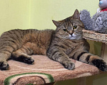 Кошки в Ангарске: Кот шотландец на вязку, 2 000 руб. - фото 1