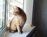 Кошки в Красноярске: Лёва ищет настоящих хозяев Мальчик, Бесплатно - фото 3