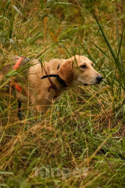 Собаки в Санкт-Петербурге: Русская гончая, щенок Рона из приюта Девочка, Бесплатно - фото 8