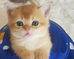 Кошки в Можайске: Котята Скоттиш фолд/страйт Разнополые, Бесплатно - фото 1