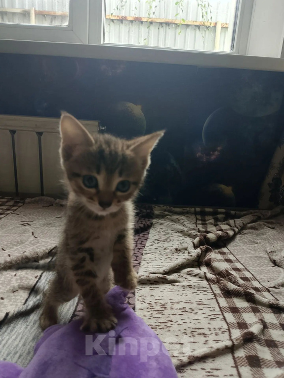 Кошки в Чите: Отдам котёнка в добрые руки Девочка, Бесплатно - фото 1