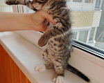 Кошки в Лобне: Котёнок Серёга 1,5 мес Мальчик, Бесплатно - фото 5