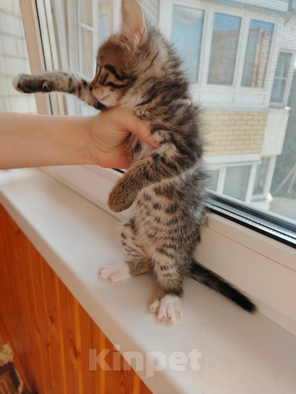 Кошки в Лобне: Котёнок Серёга 1,5 мес Мальчик, Бесплатно - фото 5