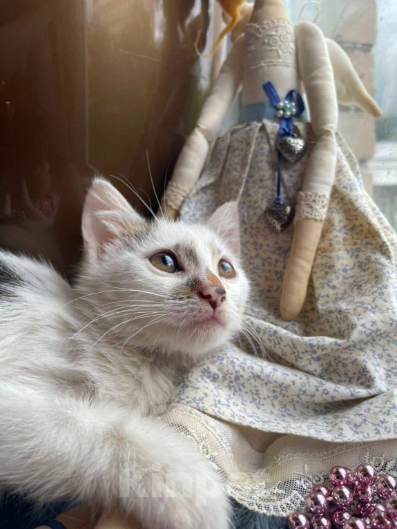Кошки в Москве: Котенок Митя ищет дом Мальчик, Бесплатно - фото 9