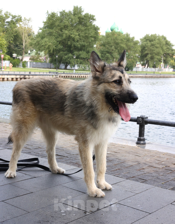 Собаки в Москве: Собака ищет дом. Москва Мальчик, Бесплатно - фото 6