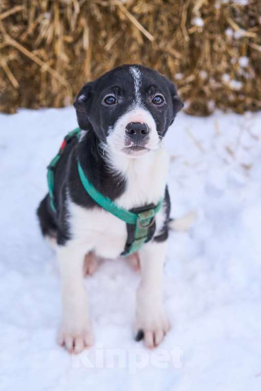 Собаки в Москве: Щенок  Норд ищет семью Мальчик, Бесплатно - фото 5