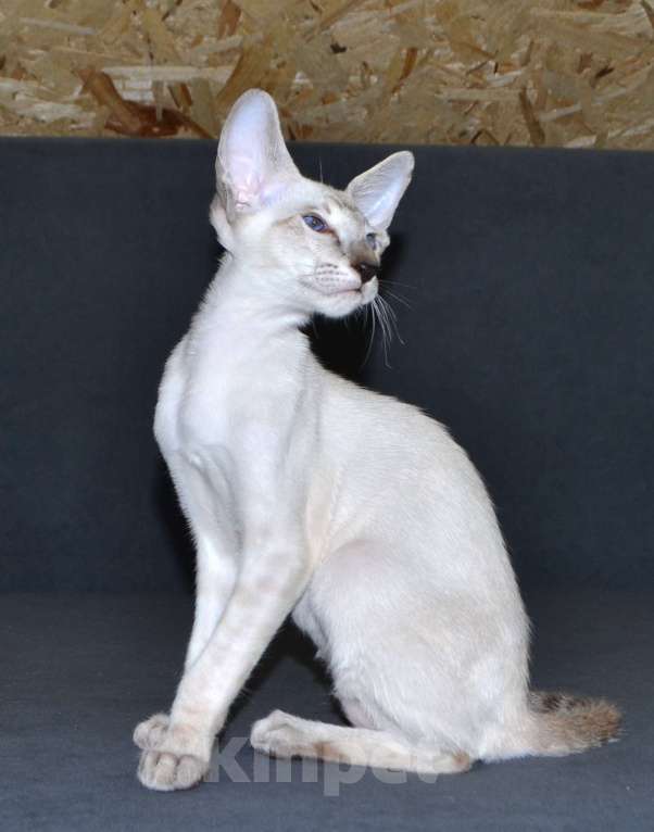 Кошки в Глазове: Хантер Мальчик, 25 000 руб. - фото 3