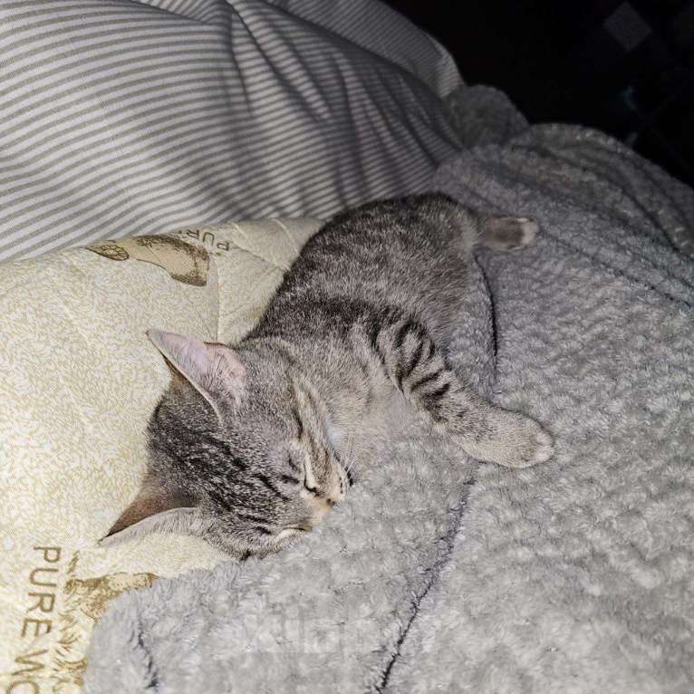 Кошки в Санкт-Петербурге: Котенок Люмия Люми Девочка, Бесплатно - фото 7