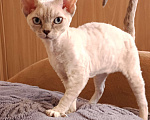 Кошки в Санкт-Петербурге: Котёнок (девочка) Девон-Рекс Девочка, 85 000 руб. - фото 1