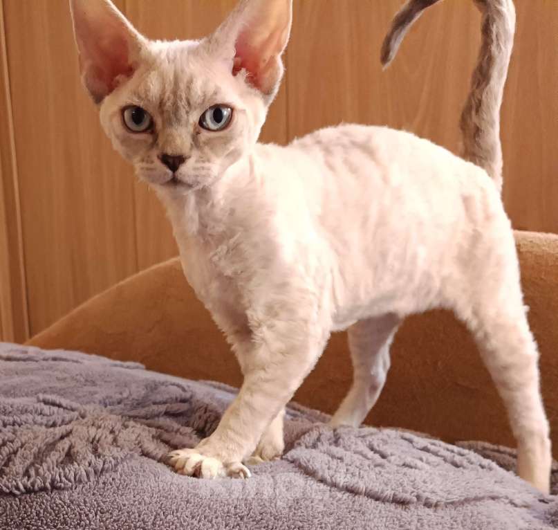 Кошки в Санкт-Петербурге: Котёнок (девочка) Девон-Рекс Девочка, 85 000 руб. - фото 1