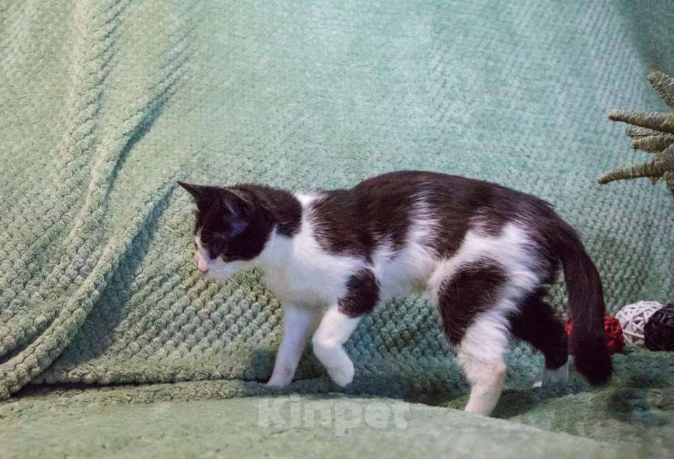 Кошки в Москве: Мия, слепая героиня Девочка, Бесплатно - фото 2