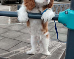 Собаки в Мурманске: Щенок Кавалер Кинг Чарльз Спаниель Мальчик, 80 000 руб. - фото 2