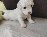 Собаки в Казани: Бишон фризе Девочка, 50 000 руб. - фото 2