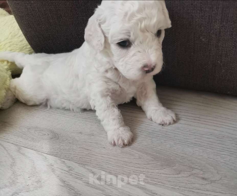 Собаки в Казани: Бишон фризе Девочка, 50 000 руб. - фото 2