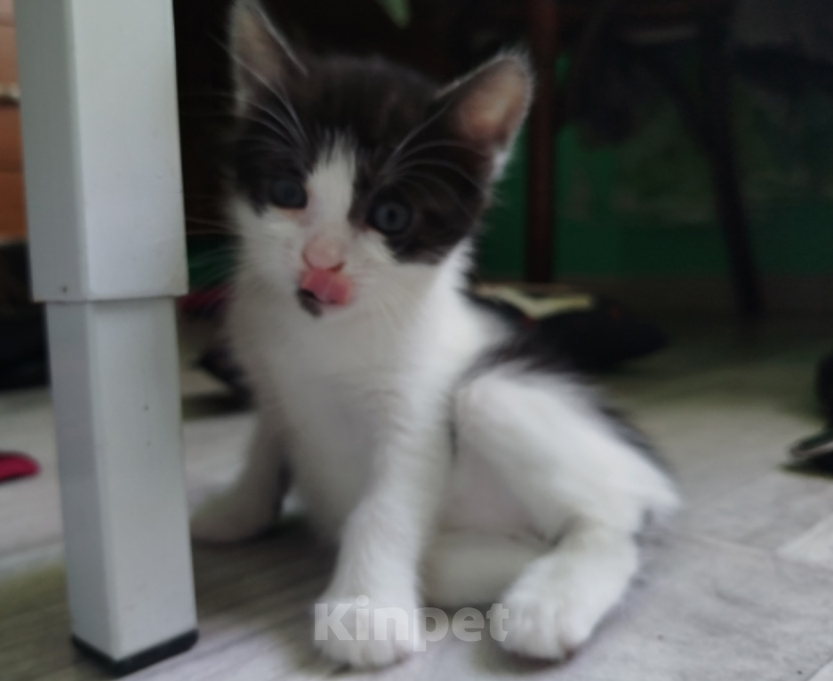 Кошки в Симферополе: Котята в добрые руки Разнополые, Бесплатно - фото 4