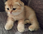 Кошки в Липецке: Продаются шотландские вислаухие котята. Мальчик, 15 000 руб. - фото 7