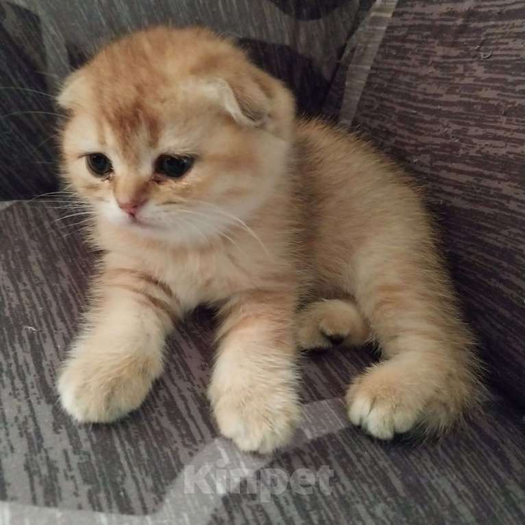 Кошки в Липецке: Продаются шотландские вислаухие котята. Мальчик, 15 000 руб. - фото 7