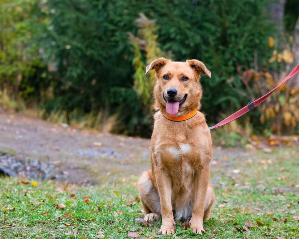 Собаки в Санкт-Петербурге: Мягкая и послушная молодая собака ищет дом Девочка, Бесплатно - фото 6