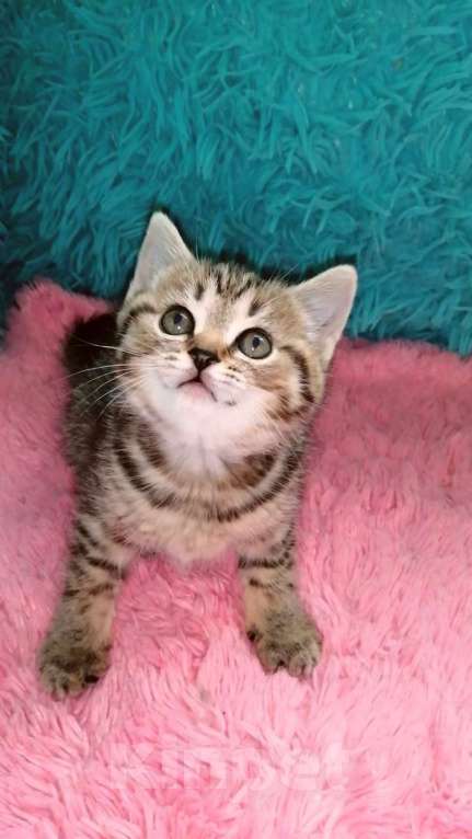 Кошки в Москве: Ш Девочка, 10 000 руб. - фото 4