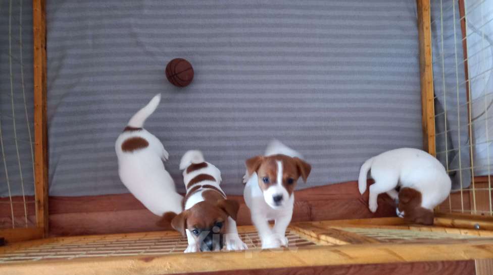 Собаки в Стерлитамаке: Щенки джек рассел терьера Девочка, 20 000 руб. - фото 2