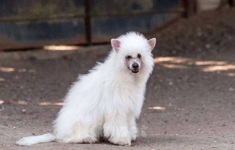Собаки в других городах Московской области: Нежная пуховочка, стрижена под голую, второй собакой в семью Девочка, 30 000 руб. - фото 2