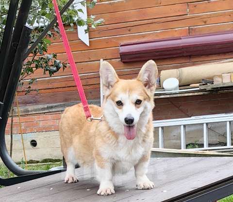 Собаки в Москве: Молодая сука. Вельш Корги Пемброк Девочка, 20 000 руб. - фото 5