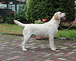 Собаки в Хабаровске: Лабрадор ретривер  Мальчик, 80 000 руб. - фото 3