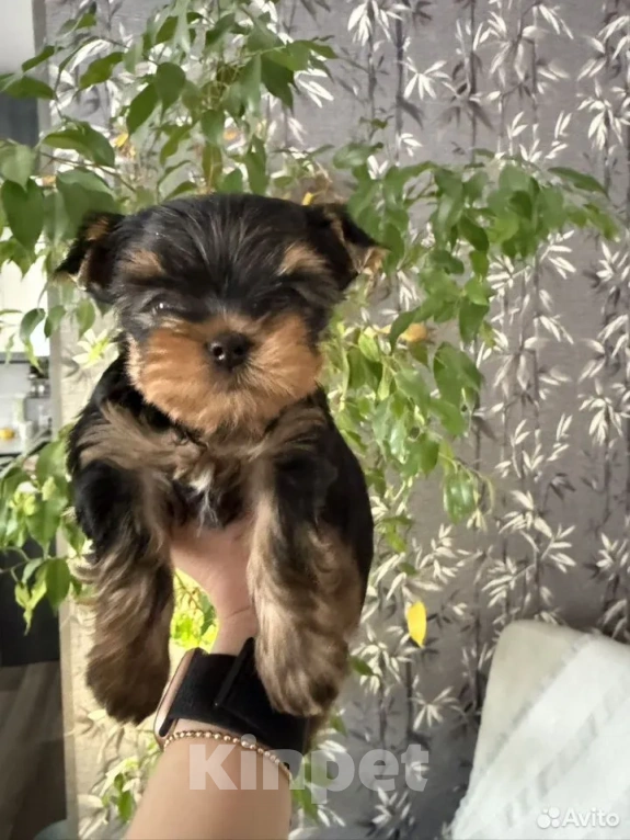 Собаки в Красноярске: Щенки йоркширского терьера Мальчик, 35 000 руб. - фото 2