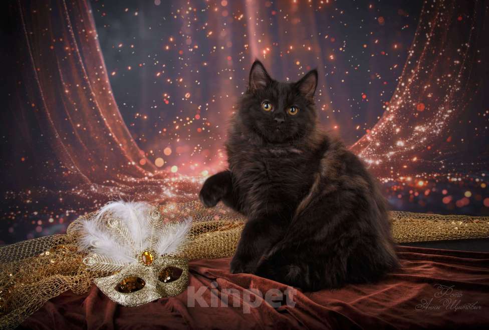 Кошки в Санкт-Петербурге: Шикарный котик курильского бобтейла Мальчик, 50 000 руб. - фото 1