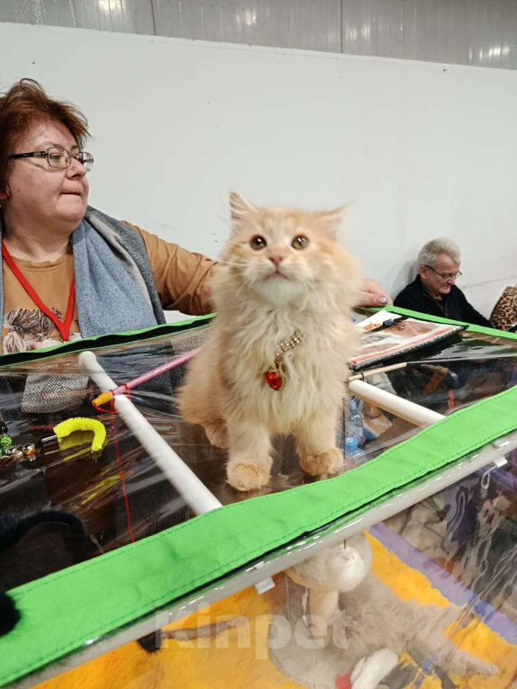 Кошки в Калуге: Забава Девочка, Бесплатно - фото 2