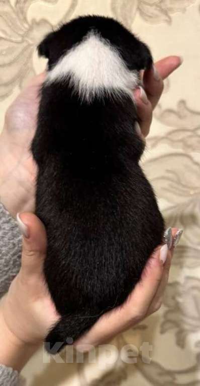 Собаки в Москве: Очаровательная девочка Басенджи Девочка, 90 000 руб. - фото 2