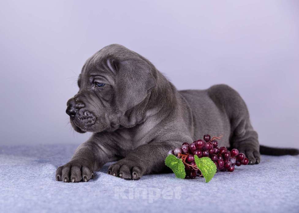 Собаки в Нижнем Новгороде: Немецкий Дог Чемпион Моего Сердца (Жёлтая лента) Мальчик, 100 000 руб. - фото 6