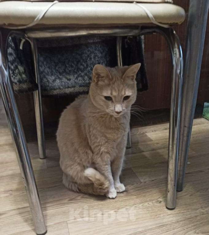 Кошки в других городах Московской области: Кошки в добрые руки Девочка, Бесплатно - фото 5